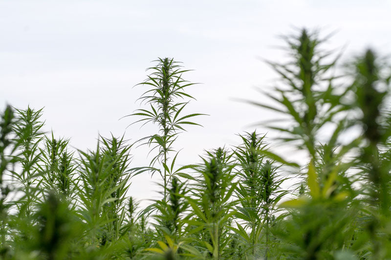Hemp Seed