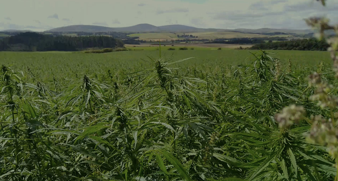 Harehope Hemp Field