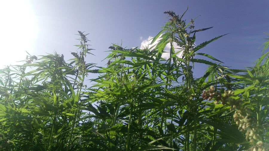 Hemp in field